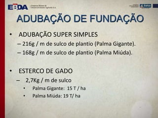 ADUBAÇÃO DE FUNDAÇÃO
• ADUBAÇÃO SUPER SIMPLES
– 216g / m de sulco de plantio (Palma Gigante).
– 168g / m de sulco de plantio (Palma Miúda).
• ESTERCO DE GADO
– 2,7Kg / m de sulco
• Palma Gigante: 15 T / ha
• Palma Miúda: 19 T/ ha
 