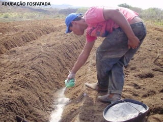 ADUBAÇÃO FOSFATADA
 