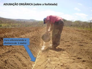 ADUBAÇÃO ORGÂNICA (sobre a fosfatada)
Vara referenciando a
distância de 1 metro
 