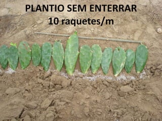 PLANTIO SEM ENTERRAR
10 raquetes/m
 