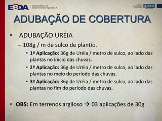 ADUBAÇÃO DE COBERTURA
• ADUBAÇÃO URÉIA
– 108g / m de sulco de plantio.
• 1ª Aplicação: 36g de Uréia / metro de sulco, ao lado das
plantas no início das chuvas.
• 2ª Aplicação: 36g de Uréia / metro de sulco, ao lado das
plantas no meio do período das chuvas.
• 3ª Aplicação: 36g de Uréia / metro de sulco, ao lado das
plantas no fim do período das chuvas.
• OBS: Em terrenos argiloso  03 aplicações de 30g.
 