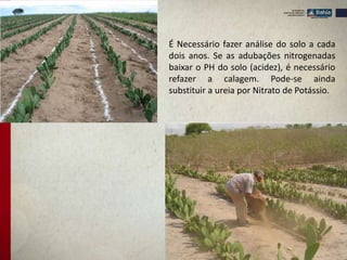 É Necessário fazer análise do solo a cada
dois anos. Se as adubações nitrogenadas
baixar o PH do solo (acidez), é necessário
refazer a calagem. Pode-se ainda
substituir a ureia por Nitrato de Potássio.
 