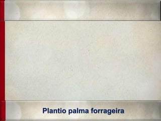 Plantio palma forrageira
 