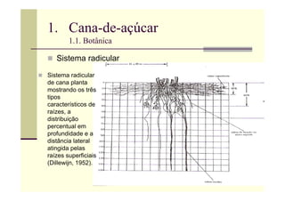 1. Cana-de-açúcar
1.1. Botânica
 Sistema radicular
 Sistema radicular
de cana planta
mostrando os três
tipos
característicos de
raízes, a
distribuição
percentual em
profundidade e a
distância lateral
atingida pelas
raízes superficiais
(Dillewijn, 1952).
 