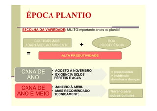 ÉPOCA PLANTIO
ESCOLHA DA VARIEDADE: MUITO importante antes do plantio!
+ +
=
CULTIVAR MAIS
ADAPTÁVEL AO AMBIENTE
BOA
PROCEDÊNCIA
ALTA PRODUTIVIDADE
• AGOSTO Á NOVEMBRO
• EXIGÊNCIA SOLOS
FÉRTEIS E ÁGUA
CANA DE
ANO
• JANEIRO Á ABRIL
• MAIS RECOMENDADO
TECNICAMENTE
CANA DE
ANO E MEIO
Terreno para
outras culturas
< produtividade
> incidência
daninhas e doenças
 
