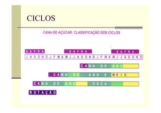 CICLOS
 Estágios
 