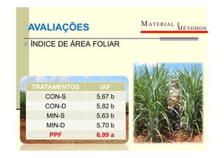  ÍNDICE DE ÁREA FOLIAR
MATERIAL E
MÉTODOS
AVALIAÇÕES
TRATAMENTOS IAF
CON-S 5,67 b
CON-D 5,82 b
MIN-S 5,63 b
MIN-D 5,70 b
PPF 6,99 a
 