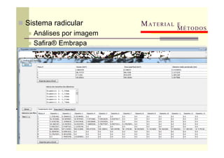  Sistema radicular
 Análises por imagem
 Safira® Embrapa
MATERIAL E
MÉTODOS
 