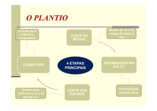 O PLANTIO
CORTE DA
MUDAS
DISTRIBUIÇÃO NO
SULCO
CORTE DOS
COLMOS
COBERTURA 4 ETAPAS
PRINCIPAIS
Mudas de 12 á 18
meses de idade e
raso
Profundidade
máxima 30cm
Distribuição
uniforme e 12 a 18
gemas/ m l
Camada de 5
á 10 cm e
compactada
 