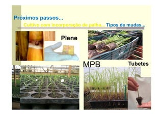 Próximos passos...
Cultivo com incorporação de palha... Tipos de mudas...
Plene
Tubetes
MPB
 