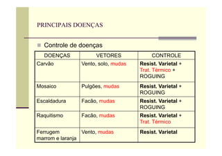 PRINCIPAIS DOENÇAS
 Controle de doenças
DOENÇAS VETORES CONTROLE
Carvão Vento, solo, mudas Resist. Varietal +
Trat. Térmico +
ROGUING
Mosaico Pulgões, mudas Resist. Varietal +
ROGUING
Escaldadura Facão, mudas Resist. Varietal +
ROGUING
Raquitismo Facão, mudas Resist. Varietal +
Trat. Térmico
Ferrugem
marrom e laranja
Vento, mudas Resist. Varietal
 