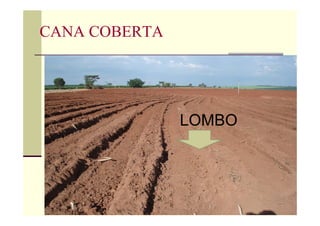 CANA COBERTA
LOMBO
 