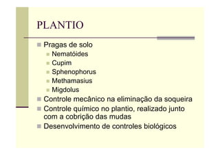 PLANTIO
 Pragas de solo
 Nematóides
 Cupim
 Sphenophorus
 Methamasius
 Migdolus
 Controle mecânico na eliminação da soqueira
 Controle químico no plantio, realizado junto
com a cobrição das mudas
 Desenvolvimento de controles biológicos
 