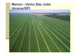 Meiosi - Usina São João
(Araras/SP)
 