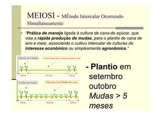 MEIOSI - MÉtodo Intercalar Ocorrendo
SImultaneamente
 “Prática de manejo ligada à cultura de cana-de açúcar, que
visa a rápida produção de mudas, para o plantio de cana de
ano e meio, associando o cultivo intercalar de culturas de
interesse econômico ou simplesmente agronômico.”
- Plantio em
setembro
outobro
Mudas > 5
meses
 