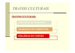 TRATOS CULTURAIS
CONTROLE DE DANINHAS
ADUBAÇÃO EM COBERTURA
VIGILÂNCIA DO CARVÃO
TRATOS CULTURAIS:
 