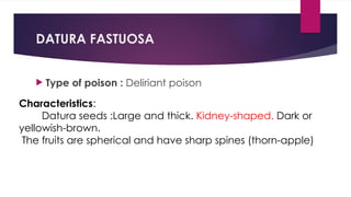 Deliritant plant irritants dept of forensic medicine 2.pptx