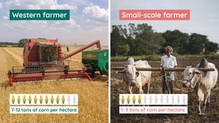 Small-scale farmer
1-3 tons of corn per hectare
Western farmer
7-12 tons of corn per hectare
 