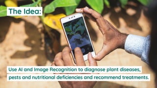 Use AI and Image Recognition to diagnose plant diseases,
pests and nutritional deficiencies and recommend treatments.
The Idea:
 