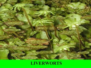 LIVERWORTS
 