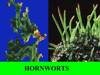 HORNWORTS
 