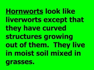 Hornworts look like
liverworts except that
they have curved
structures growing
out of them. They live
in moist soil mixed in
grasses.
 