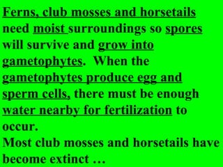 Ferns, club mosses and horsetails
need moist surroundings so spores
will survive and grow into
gametophytes. When the
gametophytes produce egg and
sperm cells, there must be enough
water nearby for fertilization to
occur.
Most club mosses and horsetails have
become extinct …
 