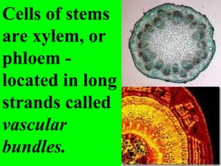Cells of stems
are xylem, or
phloem -
located in long
strands called
vascular
bundles.
 
