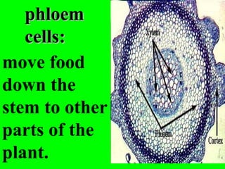 phloem
   cells:
move food
down the
stem to other
parts of the
plant.
 