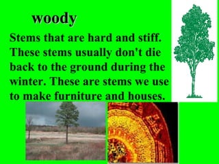 woody
Stems that are hard and stiff.
These stems usually don't die
back to the ground during the
winter. These are stems we use
to make furniture and houses.
 
