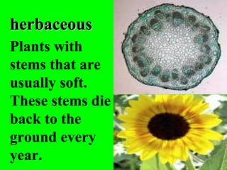 herbaceous
Plants with
stems that are
usually soft.
These stems die
back to the
ground every
year.
 