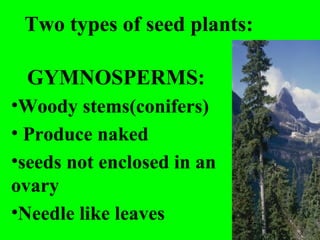 Two types of seed plants:

 GYMNOSPERMS:
•Woody stems(conifers)
• Produce naked
•seeds not enclosed in an
ovary
•Needle like leaves
 
