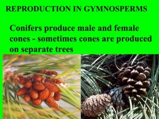 REPRODUCTION IN GYMNOSPERMS

Conifers produce male and female
cones - sometimes cones are produced
on separate trees
 