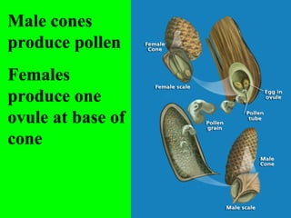 Male cones
produce pollen
Females
produce one
ovule at base of
cone
 