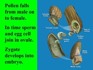 Pollen falls
from male on
to female.
In time sperm
and egg cell
join in ovule.
Zygote
develops into
embryo.
 