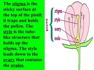 The stigma is the
sticky surface at
the top of the pistil;
it traps and holds
the pollen. The
style is the tube-
like structure that
holds up the
stigma. The style
leads down to the
ovary that contains
the ovules.
 