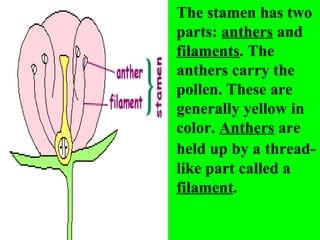 The stamen has two
parts: anthers and
filaments. The
anthers carry the
pollen. These are
generally yellow in
color. Anthers are
held up by a thread-
like part called a
filament.
 