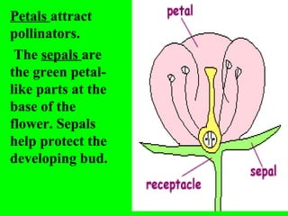 Petals attract
pollinators.
 The sepals are
the green petal-
like parts at the
base of the
flower. Sepals
help protect the
developing bud.
 
