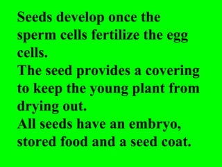 Seeds develop once the
sperm cells fertilize the egg
cells.
The seed provides a covering
to keep the young plant from
drying out.
All seeds have an embryo,
stored food and a seed coat.
 