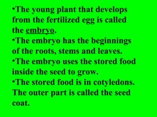 •The young plant that develops
from the fertilized egg is called
the embryo.
•The embryo has the beginnings
of the roots, stems and leaves.
•The embryo uses the stored food
inside the seed to grow.
•The stored food is in cotyledons.
The outer part is called the seed
coat.
 