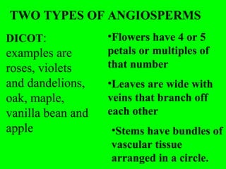 TWO TYPES OF ANGIOSPERMS
DICOT:             •Flowers have 4 or 5
examples are       petals or multiples of
roses, violets     that number
and dandelions,    •Leaves are wide with
oak, maple,        veins that branch off
vanilla bean and   each other
apple              •Stems have bundles of
                   vascular tissue
                   arranged in a circle.
 