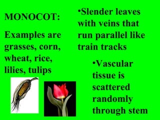 •Slender leaves
MONOCOT:
                 with veins that
Examples are     run parallel like
grasses, corn,   train tracks
wheat, rice,        •Vascular
lilies, tulips
                    tissue is
                    scattered
                    randomly
                    through stem
 