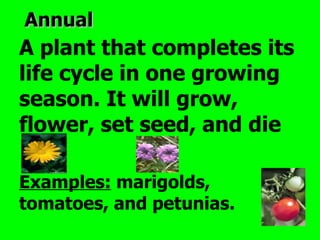 Annual
A plant that completes its
life cycle in one growing
season. It will grow,
flower, set seed, and die

Examples: marigolds,
tomatoes, and petunias.
 