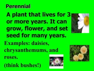 Perennial
 A plant that lives for 3
 or more years. It can
 grow, flower, and set
 seed for many years.
Examples: daisies,
chrysanthemums, and
roses.
(think bushes!)
 