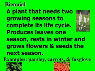 Biennial
A plant that needs two
growing seasons to
complete its life cycle.
Produces leaves one
season, rests in winter and
grows flowers & seeds the
next season.
Examples: parsley, carrots, & foxglove.
 