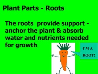 Plant Parts - Roots

The roots provide support -
anchor the plant & absorb
water and nutrients needed
for growth.              I’M A
                          ROOT!
 