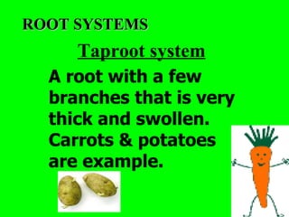 ROOT SYSTEMS
     Taproot system
  A root with a few
  branches that is very
  thick and swollen.
  Carrots & potatoes
  are example.
 