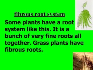 fibrous root system
Some plants have a root
system like this. It is a
bunch of very fine roots all
together. Grass plants have
fibrous roots.
 