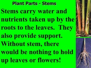 Plant Parts - Stems
Stems carry water and
nutrients taken up by the
roots to the leaves. They
also provide support.
Without stem, there
would be nothing to hold
up leaves or flowers!
 