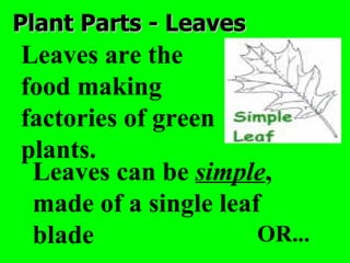 Plant Parts - Leaves
Leaves are the
food making
factories of green
plants.
 Leaves can be simple,
 made of a single leaf
 blade                OR...
 